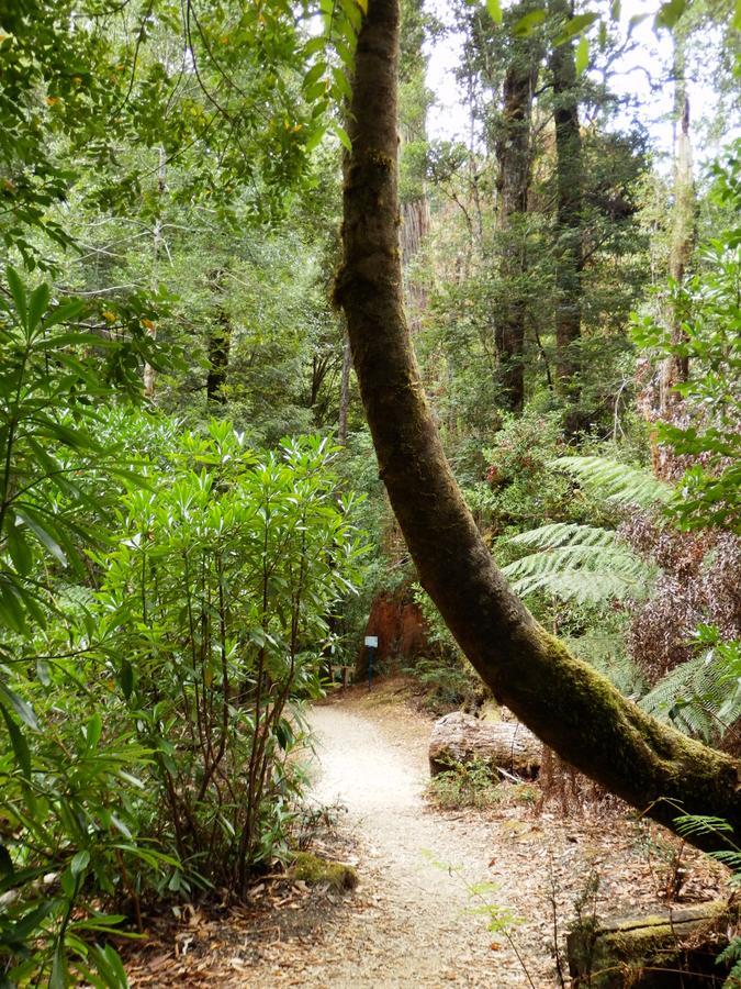 Tahune Airwalk Cabin And Lodge Geeveston Luaran gambar